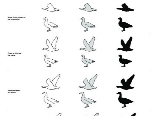 Gansos (2800 visitas) Anser fabalis (oie des moissons), Anser brachyrhynchus (oie à bec court), Anser erythropus (oie nai... Gansos
