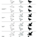 silhouettes_oies.pdf