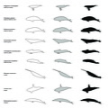 Cétacés (2232 visites) Physeter macrocephalus (cachalot), Delphinapterus leucas (béluga), Megaptera novaeangliae (baleine ... Cétacés