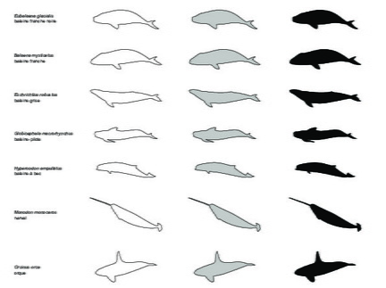 Cetaceans (2228 visits) Physeter macrocephalus (cachalot), Delphinapterus leucas (béluga), Megaptera novaeangliae (baleine ... Cetaceans