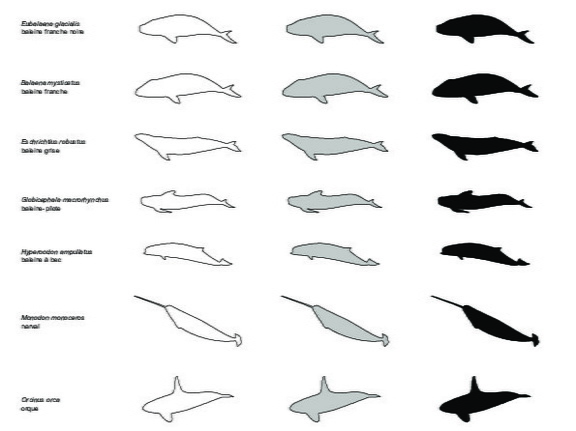 Cétacés (2349 visites) Physeter macrocephalus (cachalot), Delphinapterus leucas (béluga), Megaptera novaeangliae (baleine ... Cétacés