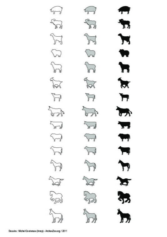 Mammifères terrestres (2)