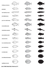 Poissons (1)