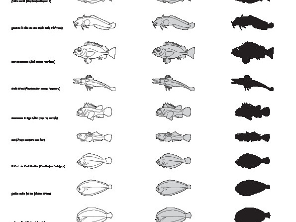 Fishes (1) (2305 visits) Diagramma mediterraneum, Julis julis, Zoarces viviparus, Gadus poutassou, Motella tricirrata, Sebast... Fishes (1)