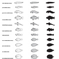 Poissons (1) (2309 visites) Diagramma mediterraneum, Julis julis, Zoarces viviparus, Gadus poutassou, Motella tricirrata, Sebast... Poissons (1)