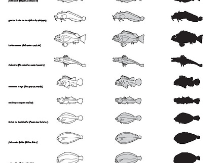 Poissons (1) (2309 visites) Diagramma mediterraneum, Julis julis, Zoarces viviparus, Gadus poutassou, Motella tricirrata, Sebast... Poissons (1)