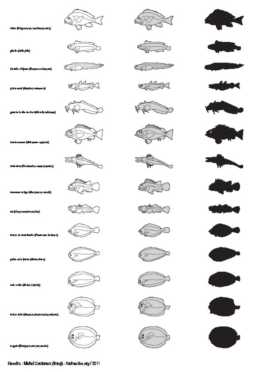 Poissons (1)