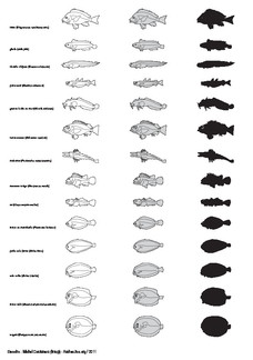 Poissons (1)