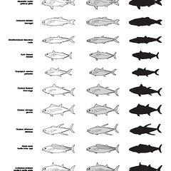 Poissons (2) (2338 visites) Lichia amia, Naucrates ductor, Temnodon salvator, Scomberomorus maculatus, Auxis thazard, Orcynopsis... Poissons (2)