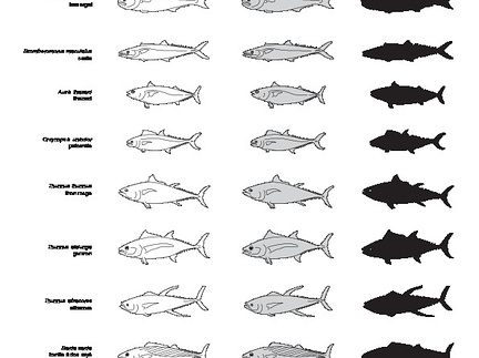 Poissons (2) (2340 visites) Lichia amia, Naucrates ductor, Temnodon salvator, Scomberomorus maculatus, Auxis thazard, Orcynopsis... Poissons (2)