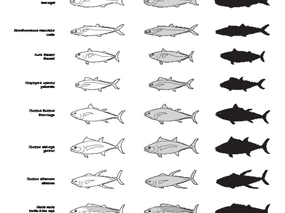 Poissons (2) (2446 visites) Lichia amia, Naucrates ductor, Temnodon salvator, Scomberomorus maculatus, Auxis thazard, Orcynopsis... Poissons (2)