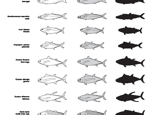 Poissons (2) (2339 visites) Lichia amia, Naucrates ductor, Temnodon salvator, Scomberomorus maculatus, Auxis thazard, Orcynopsis... Poissons (2)