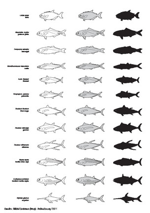 Poissons (2)
