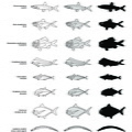 Poissons (3) (2400 visites) Lampris guttatus, Osmeus eperlanus, Beryx decadactylus, Hoplostethus mediterraneus, Coryphaena hippu... Poissons (3)