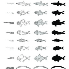Poissons (3) (2400 visites) Lampris guttatus, Osmeus eperlanus, Beryx decadactylus, Hoplostethus mediterraneus, Coryphaena hippu... Poissons (3)