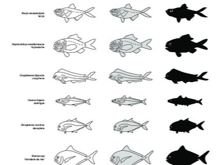 Poissons (3) (2402 visites) Lampris guttatus, Osmeus eperlanus, Beryx decadactylus, Hoplostethus mediterraneus, Coryphaena hippu... Poissons (3)