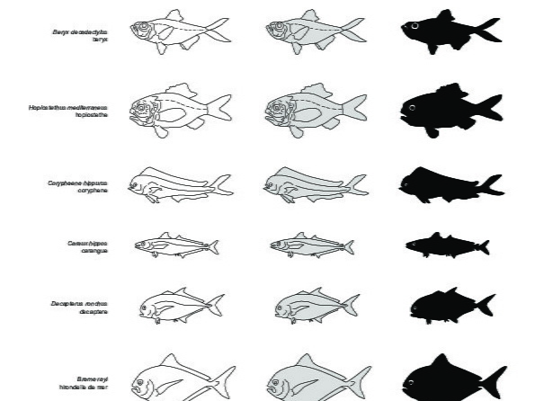 Poissons (3) (2402 visites) Lampris guttatus, Osmeus eperlanus, Beryx decadactylus, Hoplostethus mediterraneus, Coryphaena hippu... Poissons (3)