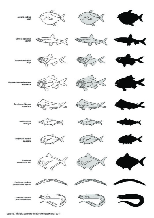 Poissons (3)