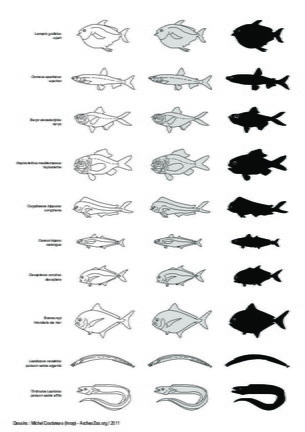 Poissons (3)