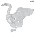 anser_anser_domesticus_2023.pdf