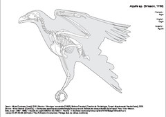 Aigle