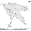 Aigle (1322 visites) Dessin : Michel Coutureau (Inrap), 2016. Révision : Véronique Laroulandie (CNRS), Jérémie Chomba... Aigle