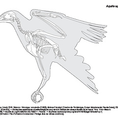 Aigle (1332 visites) Dessin : Michel Coutureau (Inrap), 2016. Révision : Véronique Laroulandie (CNRS), Jérémie Chomba... Aigle