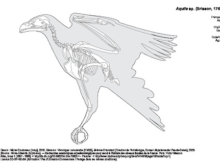 Aigle (1304 visites) Dessin : Michel Coutureau (Inrap), 2016. Révision : Véronique Laroulandie (CNRS), Jérémie Chomba... Aigle