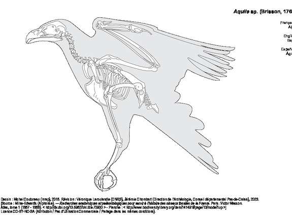 Aigle (1305 visites) Dessin : Michel Coutureau (Inrap), 2016. Révision : Véronique Laroulandie (CNRS), Jérémie Chomba... Aigle