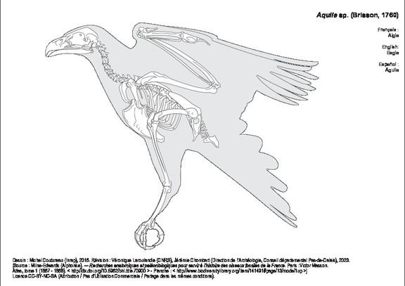 Aigle