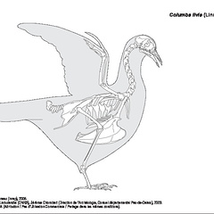 Rock dove (1254 visits) Dessin : Michel Coutureau (Inrap), 2005.
Révision : Véronique Laroulandie (CNRS), Jérémie Chomba... Rock dove