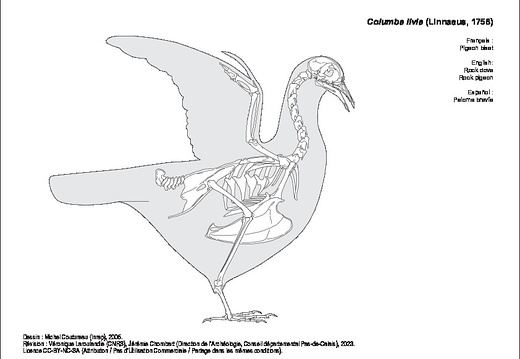 Pigeon biset (1231 visites) Dessin : Michel Coutureau (Inrap), 2005.
Révision : Véronique Laroulandie (CNRS), Jérémie Chomba... Pigeon biset