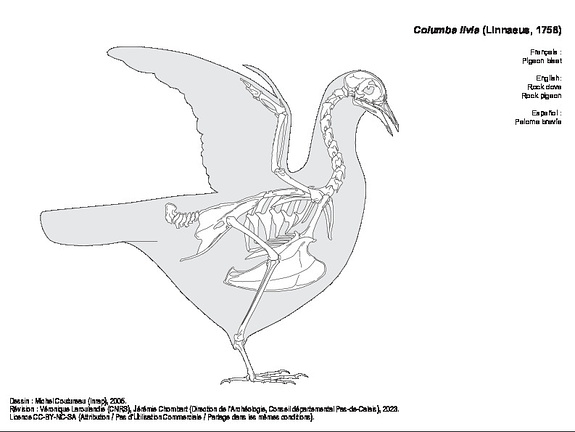 Pigeon biset (1274 visites) Dessin : Michel Coutureau (Inrap), 2005.
Révision : Véronique Laroulandie (CNRS), Jérémie Chomba... Pigeon biset