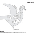 columba_livia_2023.pdf