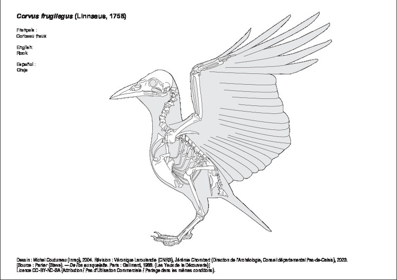 Corbeau freux
