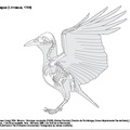 corvus_frugilegus_2023.pdf