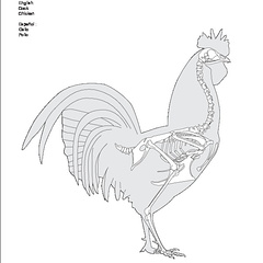 Coq