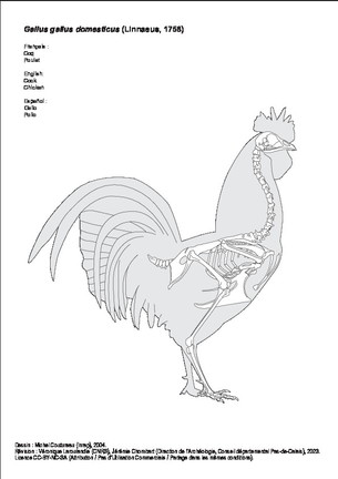 Gallo