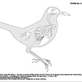 True thrush (1201 visits) Dessin : Michel Coutureau (Inrap), 2015. Révision : Véronique Laroulandie (CNRS), Jérémie Chomba... True thrush
