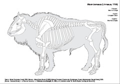 Bison d'Europe