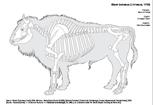 Bison d'Europe (1233 visites) Dessin : Michel Coutureau (Inrap), 2003. Révision : Marie-Cécile Soulier (CNRS), Jérémie Chombar... Bison d'Europe