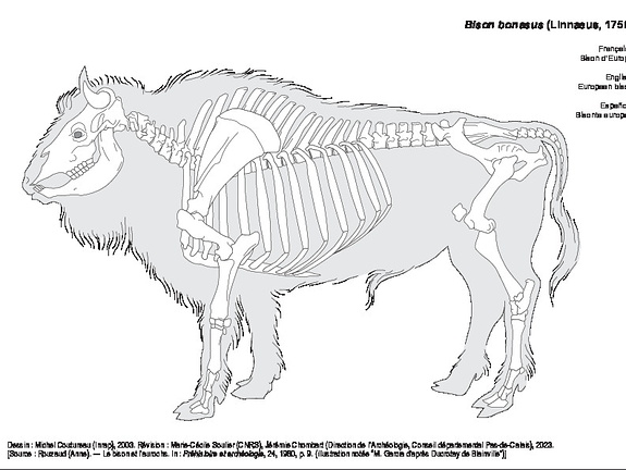 Bison d'Europe (1294 visites) Dessin : Michel Coutureau (Inrap), 2003. Révision : Marie-Cécile Soulier (CNRS), Jérémie Chombar... Bison d'Europe