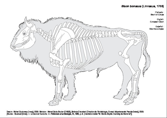 Bisonte europeo