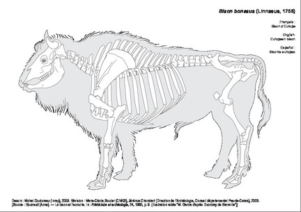 Bisonte europeo
