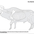 Aurochs (1078 visits) Based on a skeleton recovered from the Angoulême Museum. Aurochs