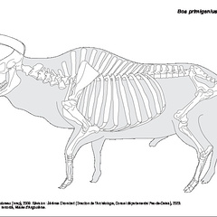 Aurochs