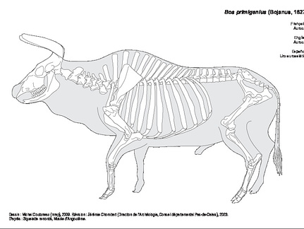Aurochs