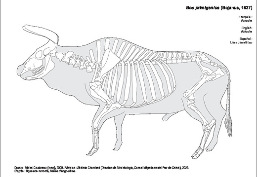 Aurochs (1052 visites) Dessin : Michel Coutureau (Inrap), 2009. Révision : Jérémie Chombart (Direction de l’Archéolog... Aurochs
