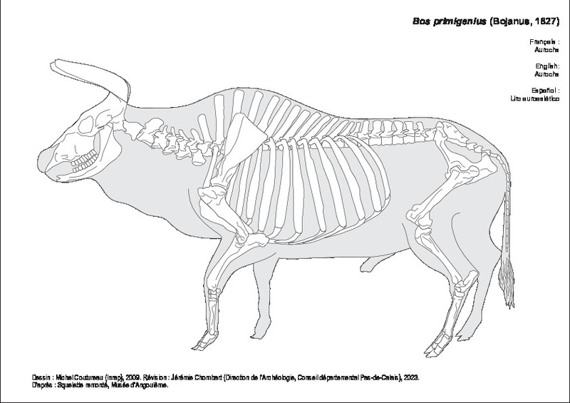 Aurochs