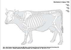 Vache